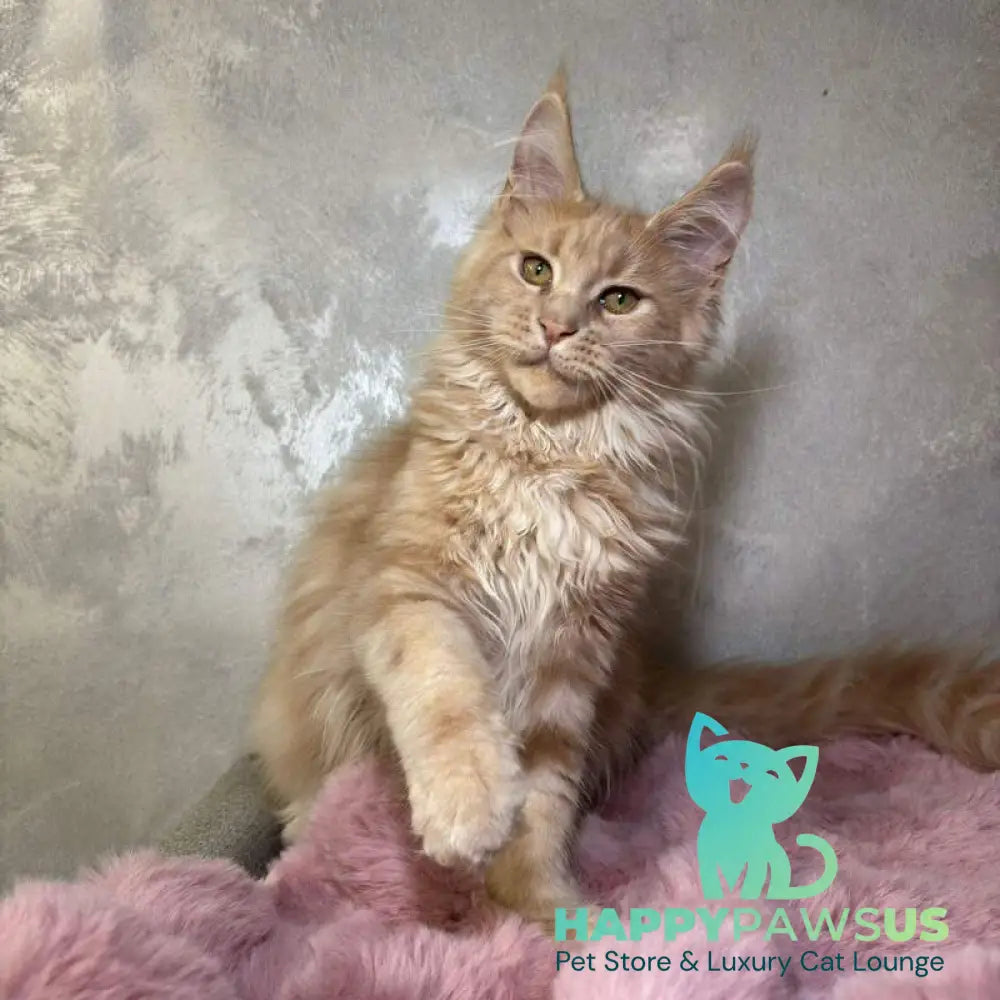 Buster Maine Coon male cream - live animals
