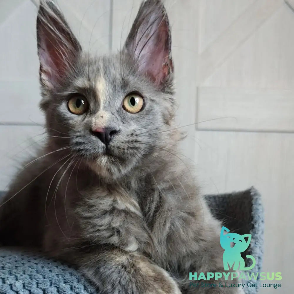 Buttercup Maine Coon polydactyl 5x6x6x6 female blue tortie - live animals