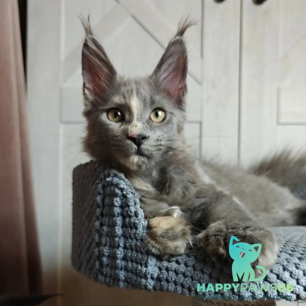 Buttercup Maine Coon polydactyl 5x6x6x6 female blue tortie - live animals