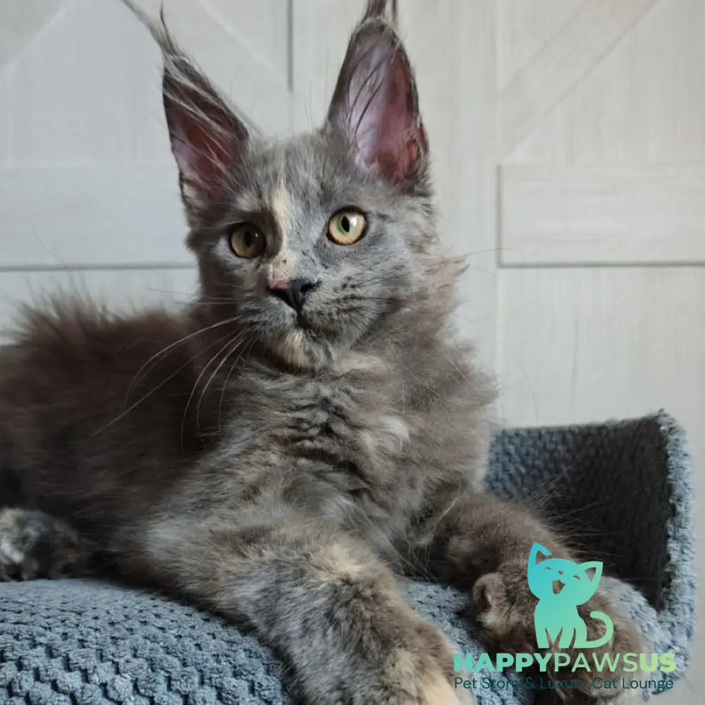 Buttercup Maine Coon polydactyl 5x6x6x6 female blue tortie - live animals