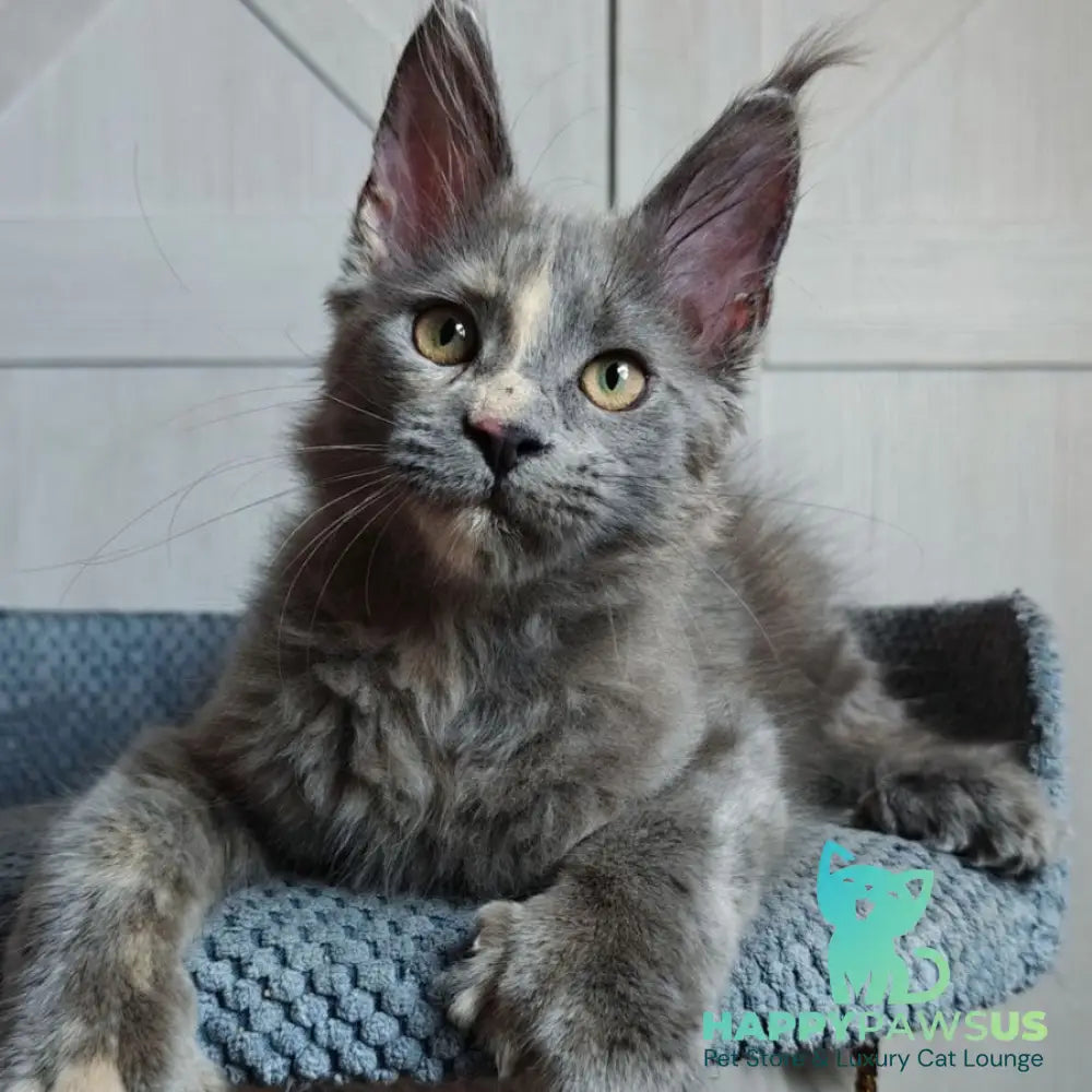 Buttercup Maine Coon polydactyl 5x6x6x6 female blue tortie - live animals