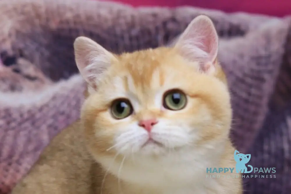 Butterfly British Shorthair female chocolate golden chinchilla live animals