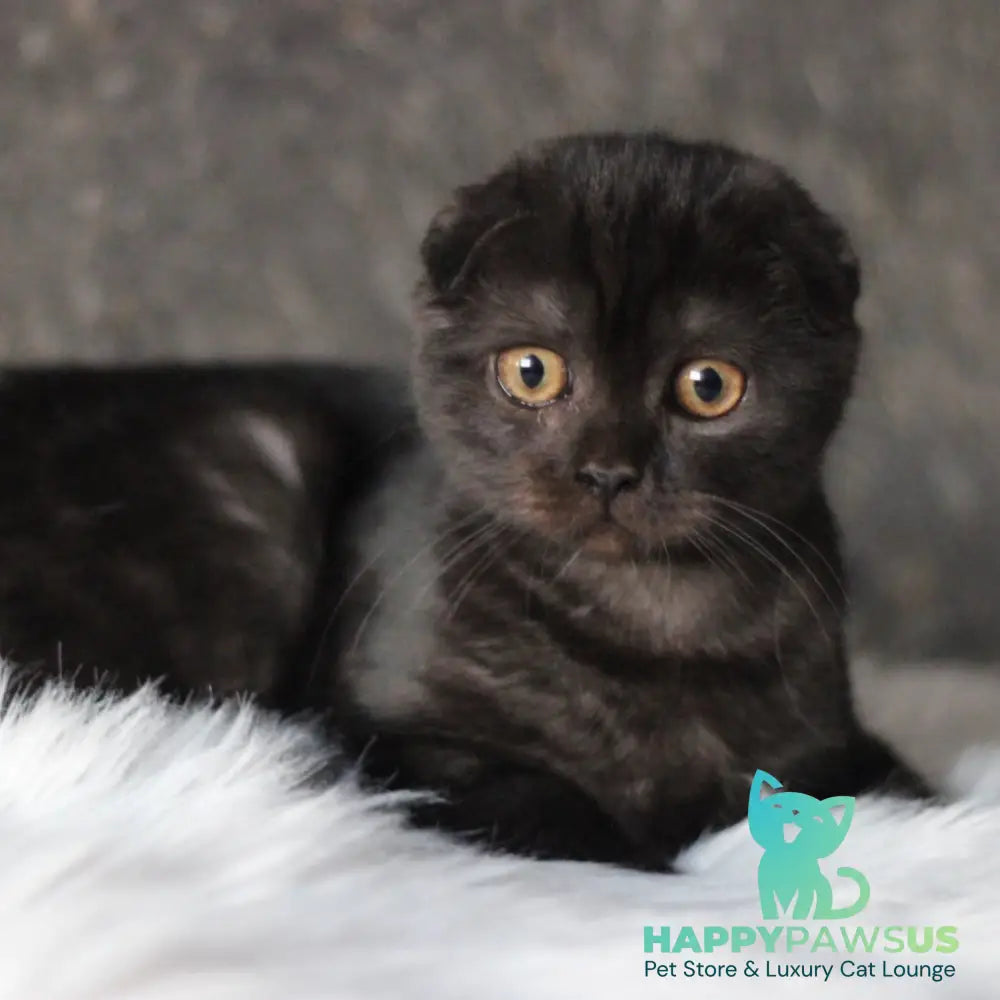 Byanka Scottish Fold female black - live animals