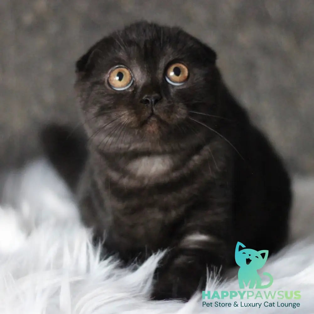 Byanka Scottish Fold female black - live animals