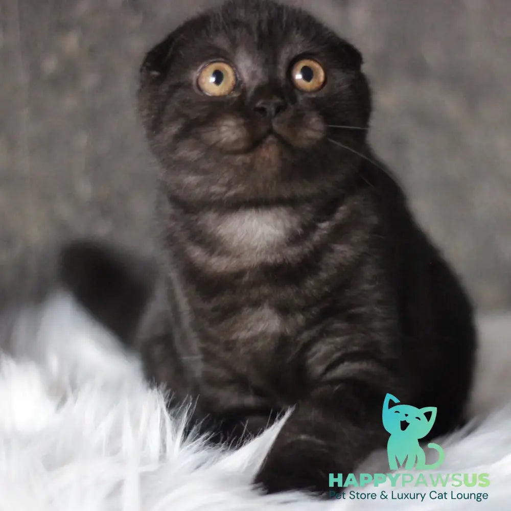 Byanka Scottish Fold female black - live animals