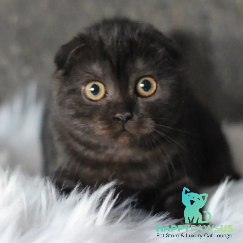 Byanka Scottish Fold female black - live animals