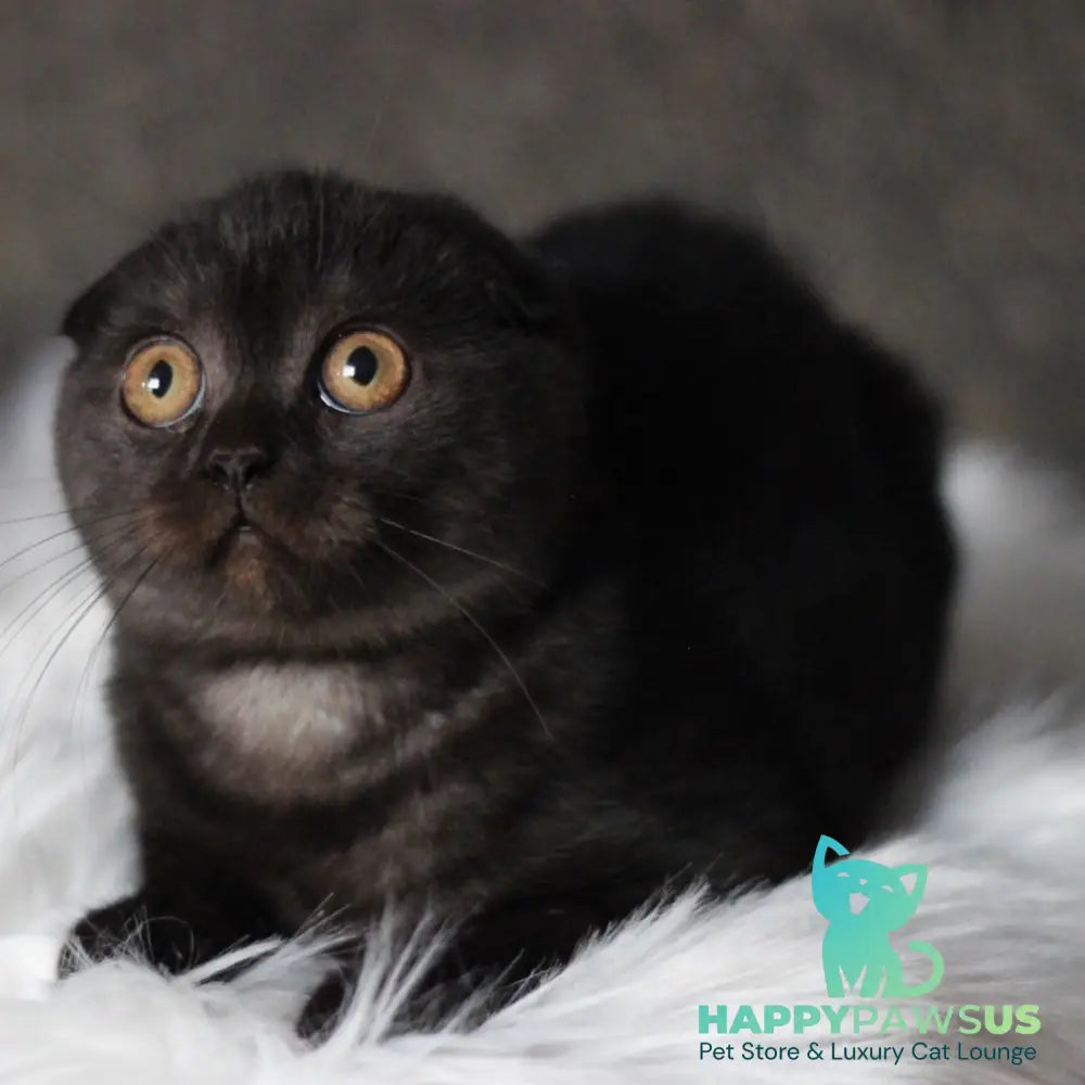 Byanka Scottish Fold female black - live animals