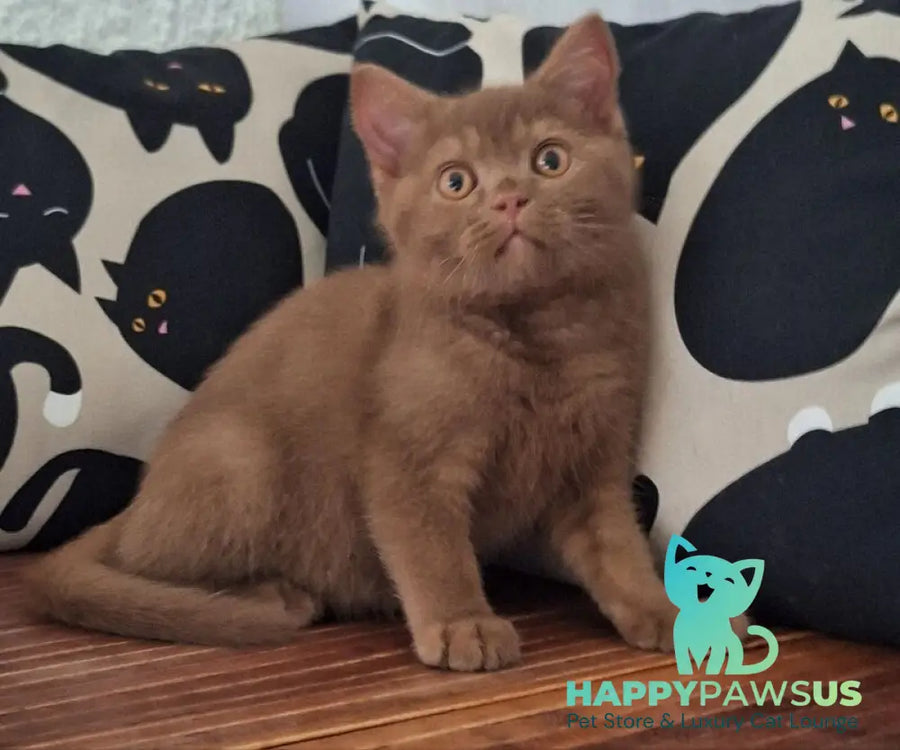 Bybluk British Shorthair male cinnamon - live animals