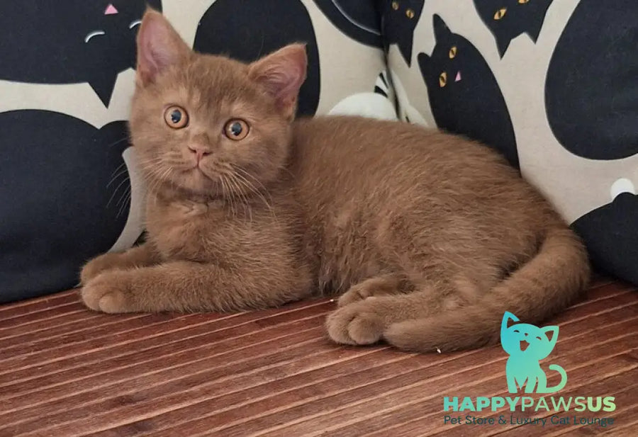 Bybluk British Shorthair male cinnamon - live animals