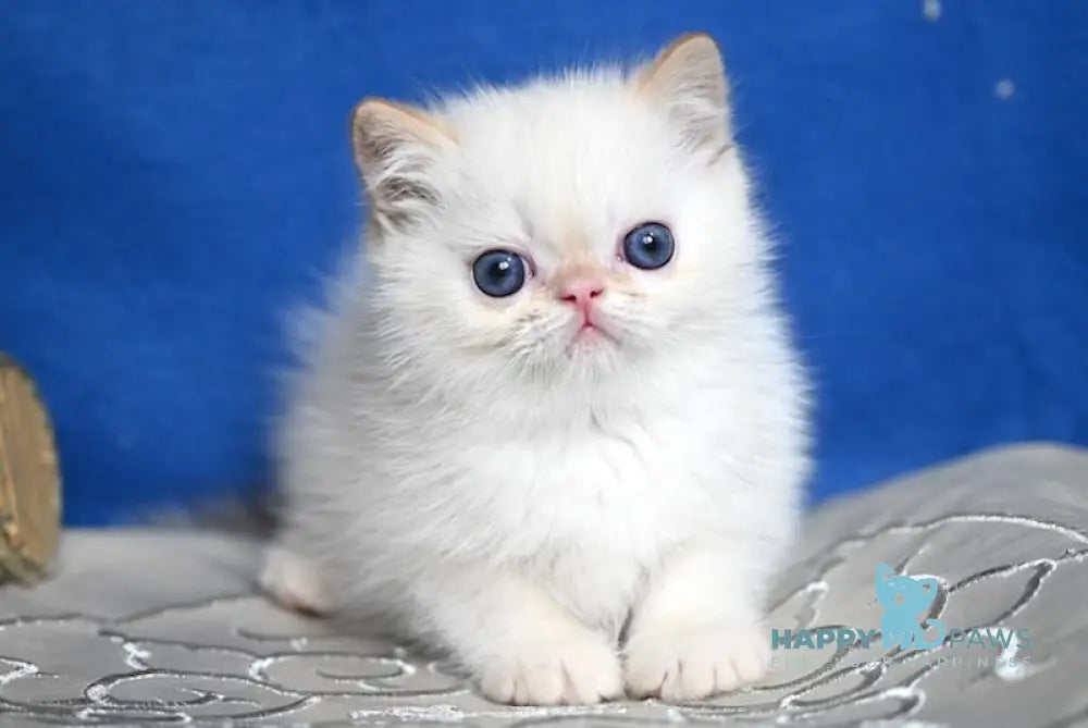 Bylli Exotic male red tabby pointed live animals