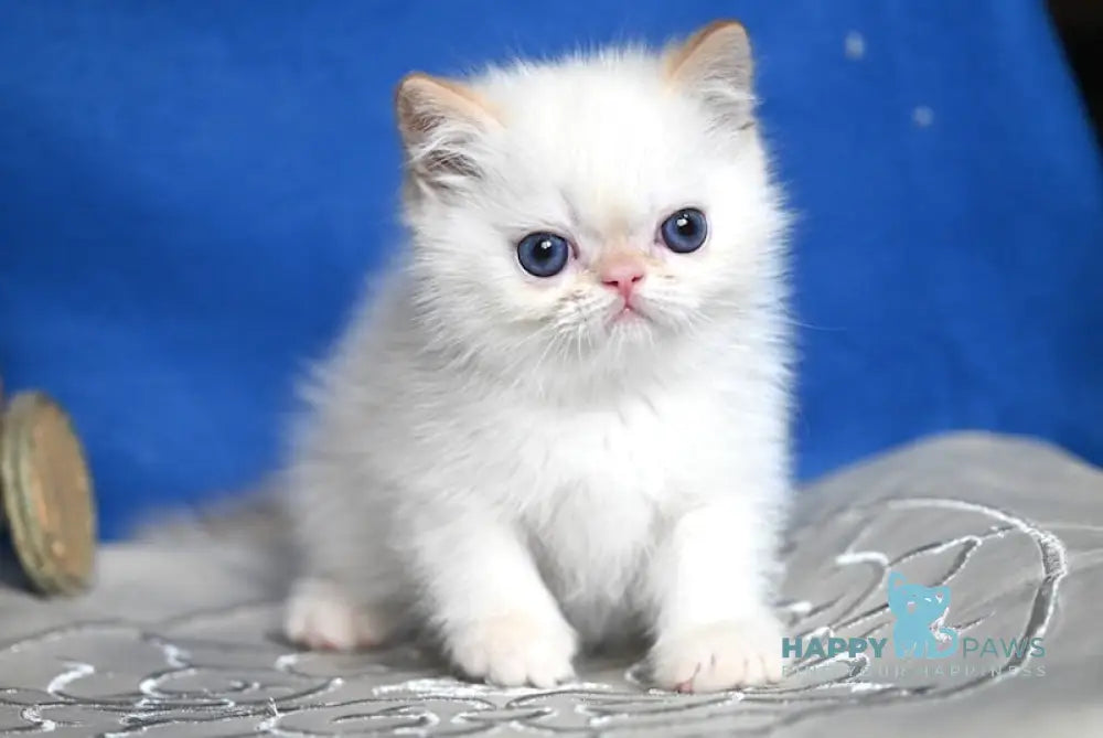 Bylli Exotic male red tabby pointed live animals