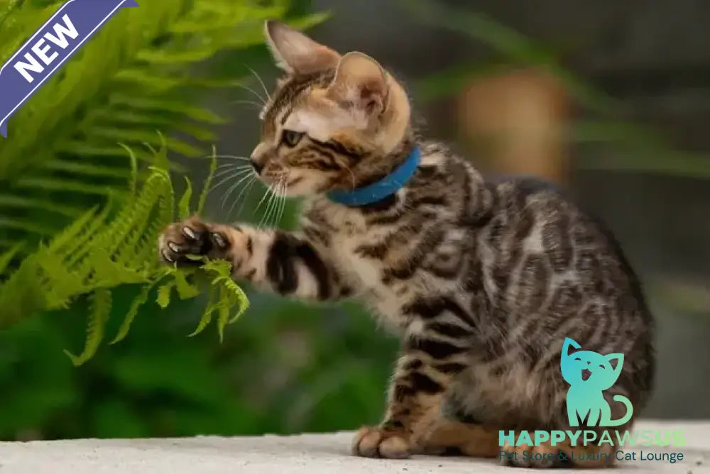 Byron Bengal male black spotted tabby - live animals