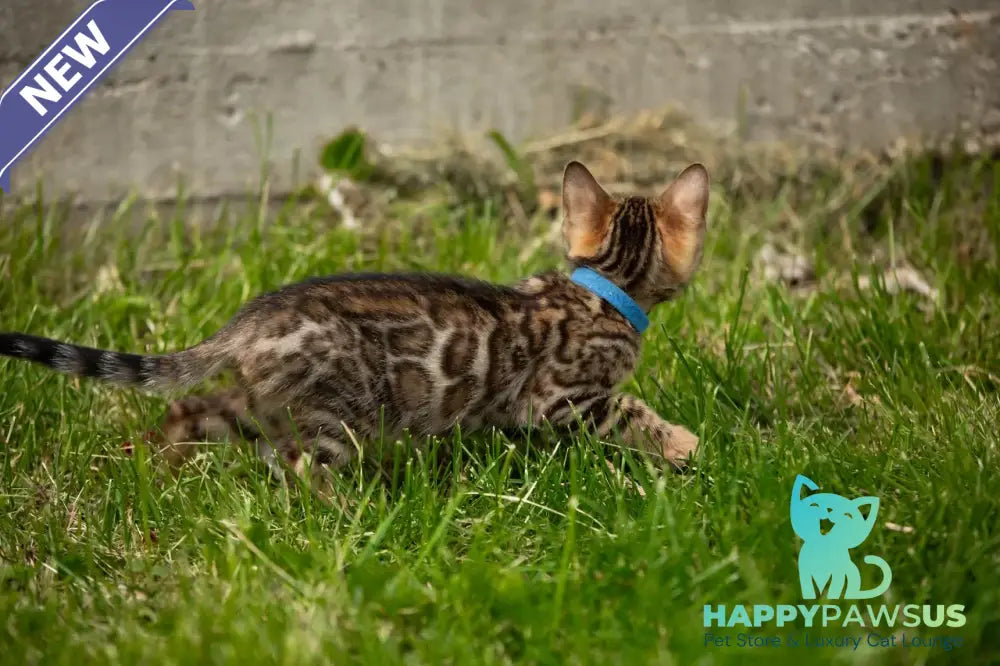 Byron Bengal male black spotted tabby - live animals