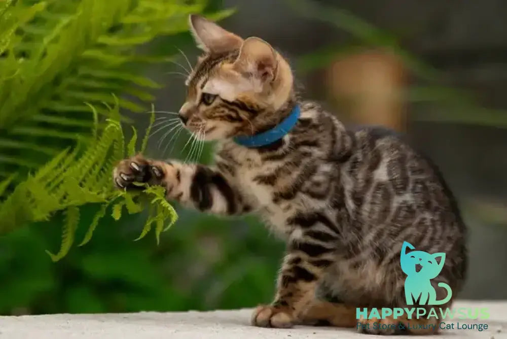 Byron Bengal male black spotted tabby - live animals