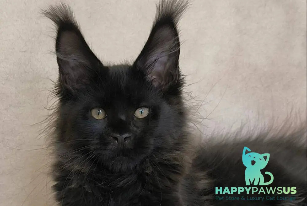 Cadagan Maine Coon male black live animals