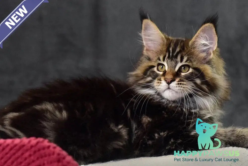 Caesar Maine Coon male black tabby - live animals