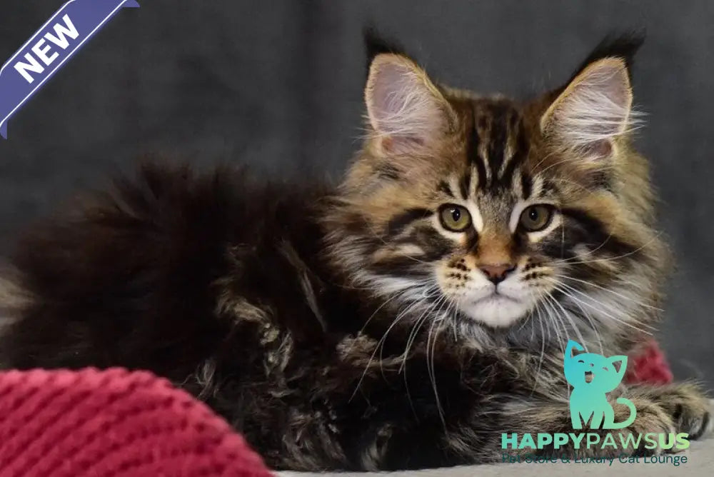 Caesar Maine Coon male black tabby - live animals