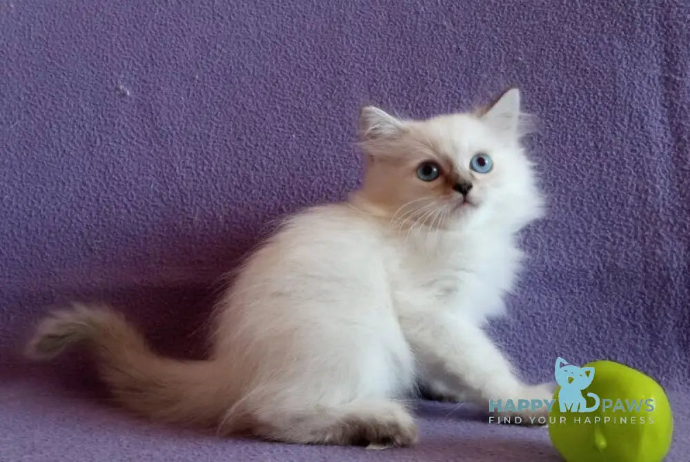 Caesar Neva Masquerade male blue tabby live animals