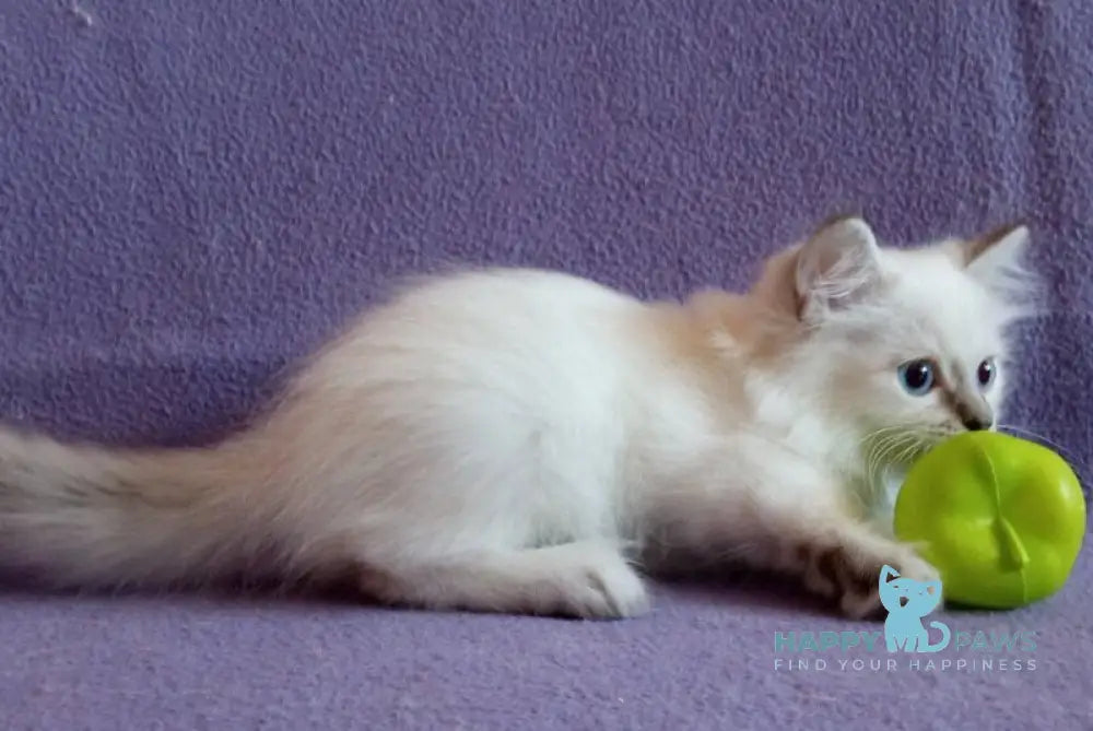 Caesar Neva Masquerade male blue tabby live animals