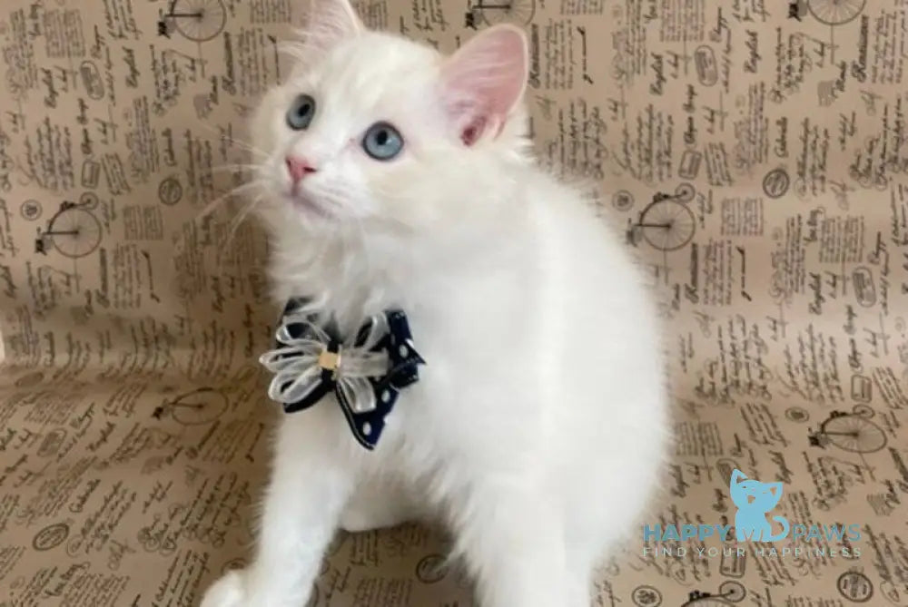 Caesar Ragdoll male cream bicolour live animals