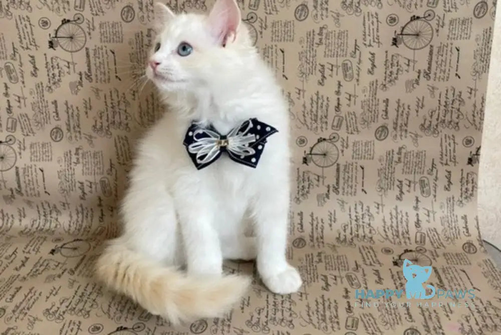 Caesar Ragdoll male cream bicolour live animals