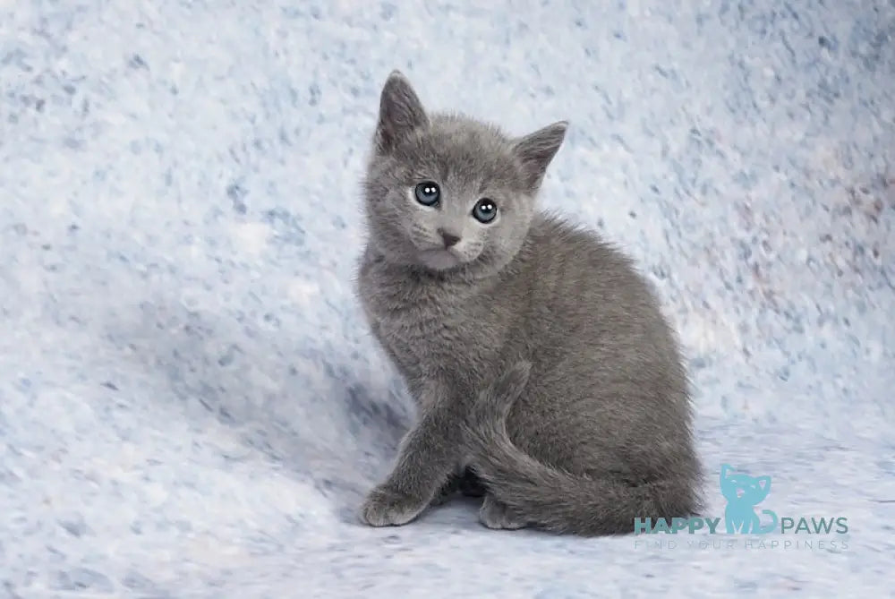 Caesar Russian Blue male blue live animals