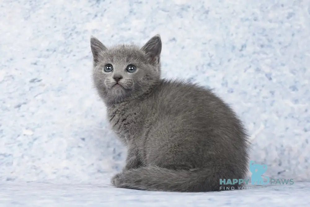 Caesar Russian Blue male blue live animals