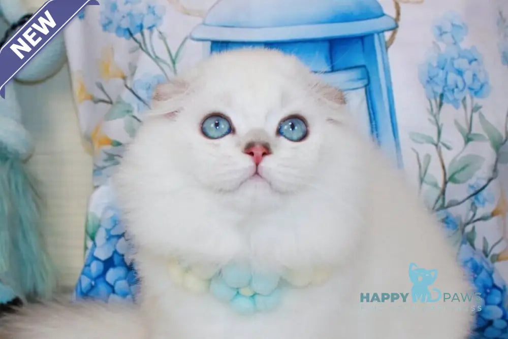 Caesar Scottish Fold male black silver shaded pointed live animals