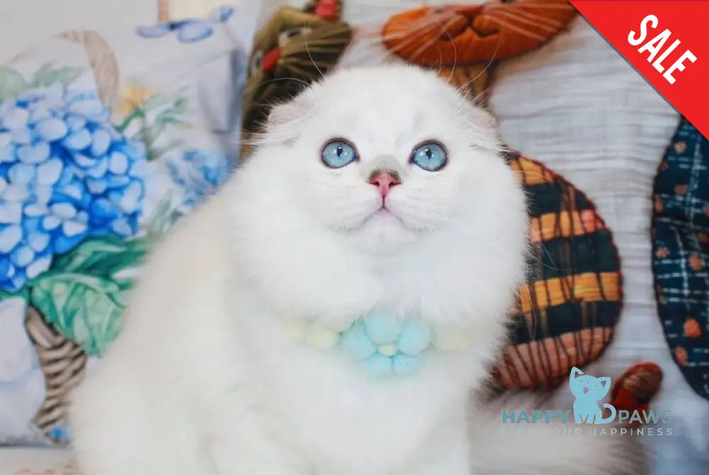Caesar Scottish Fold male black silver shaded pointed live animals