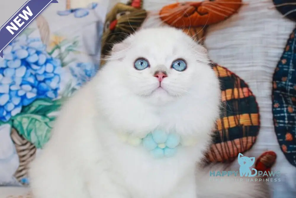 Caesar Scottish Fold male black silver shaded pointed live animals