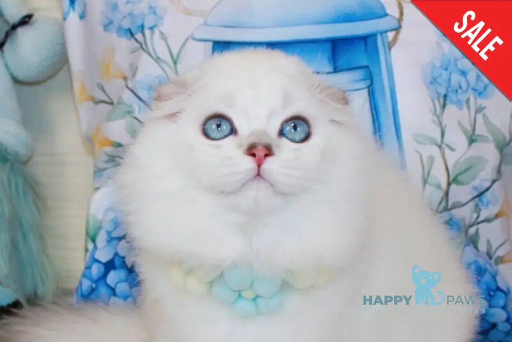 Caesar Scottish Fold male black silver shaded pointed live animals