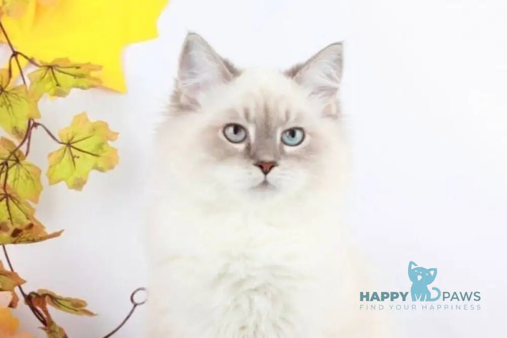 Caesar Siberian male blue with white tabby pointed live animals