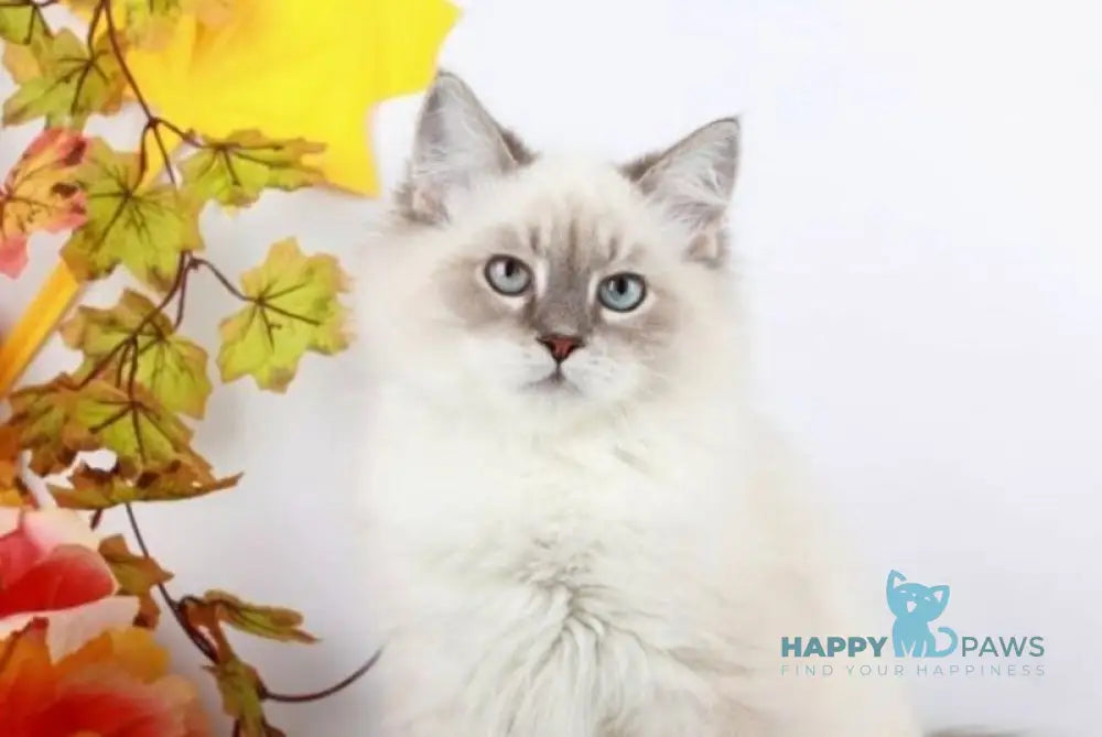 Caesar Siberian male blue with white tabby pointed live animals