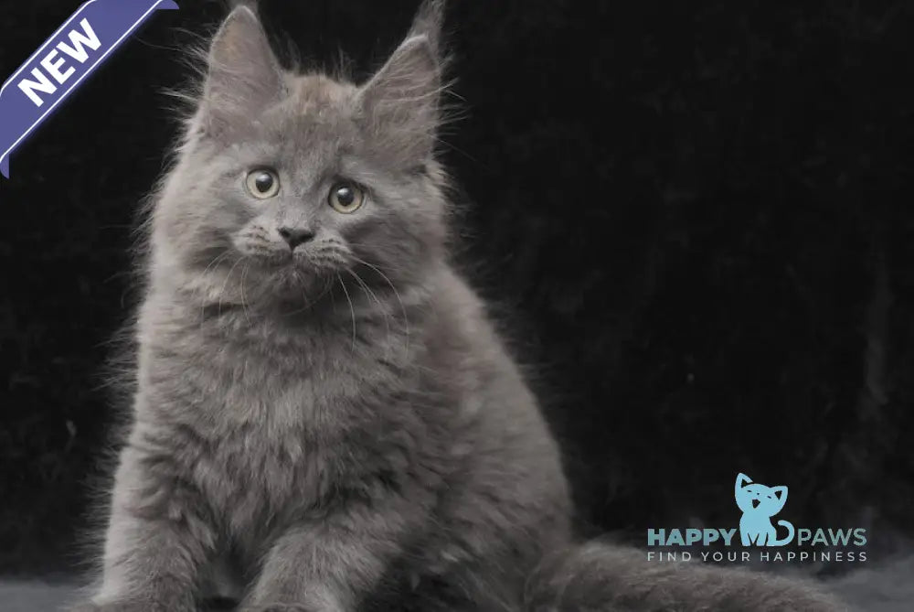Cairo Maine Coon male blue live animals
