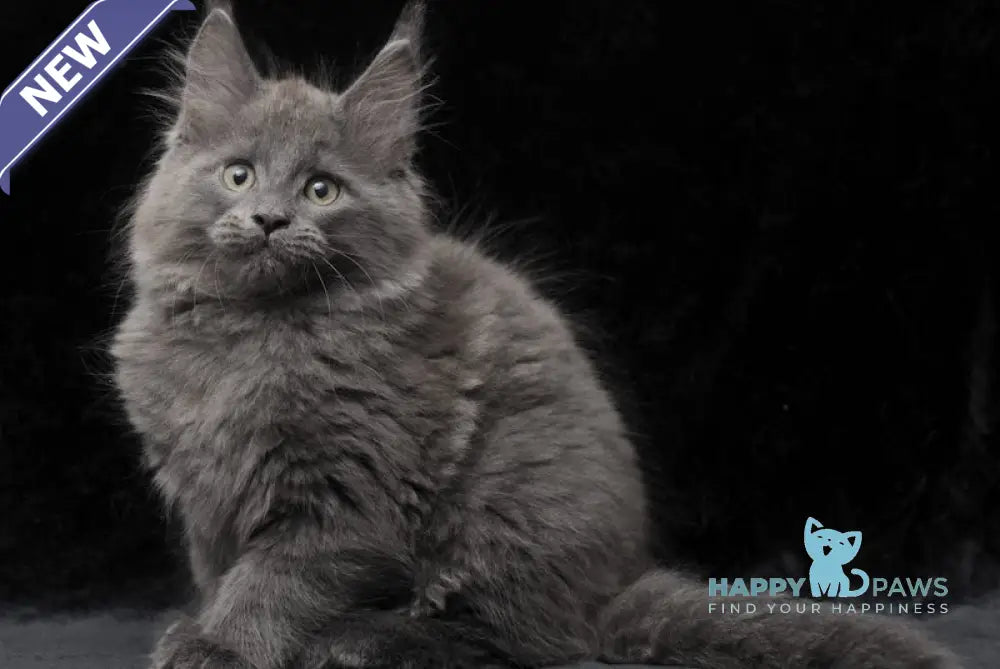Cairo Maine Coon male blue live animals