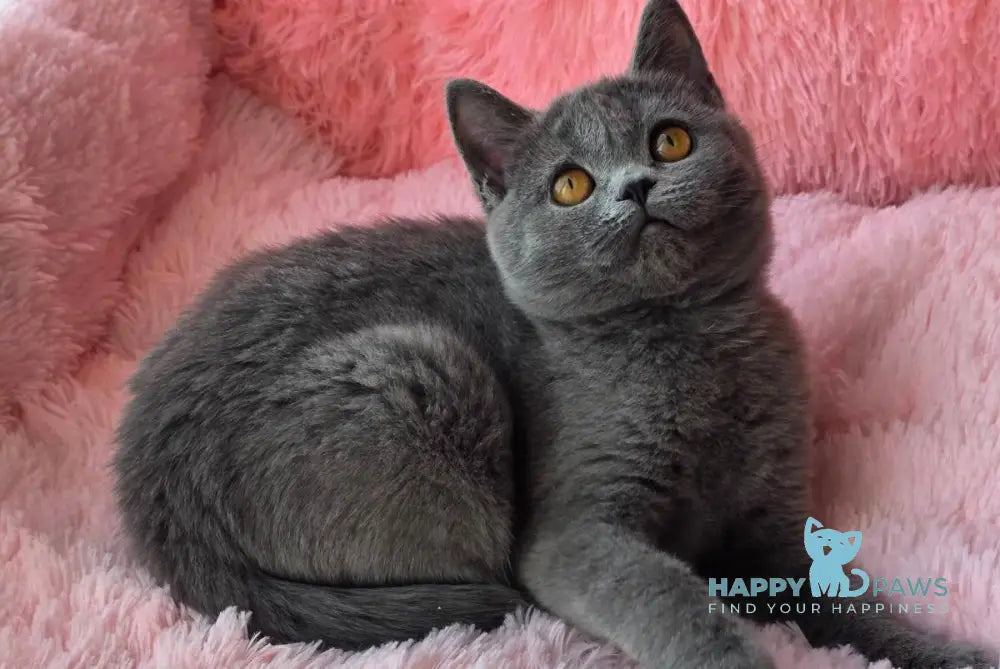 Caitlin British Shorthair female blue live animals