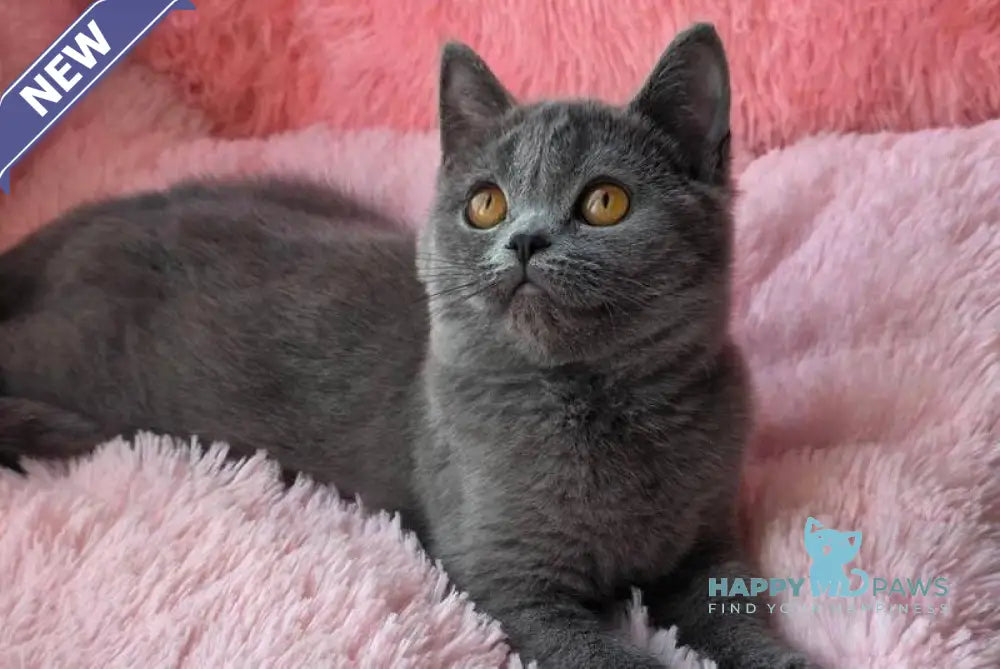 Caitlin British Shorthair female blue live animals