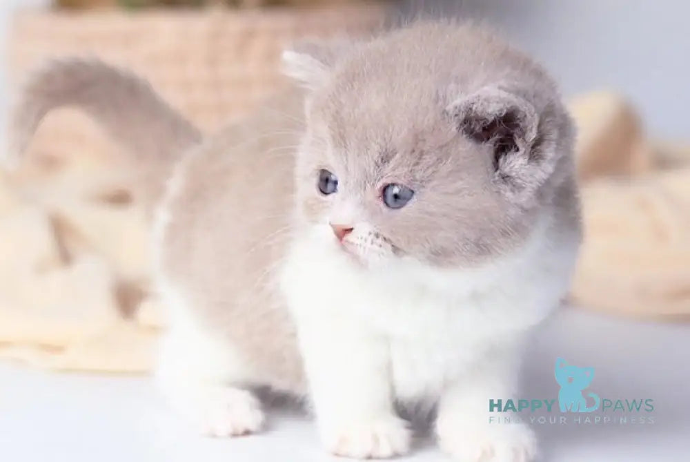 Caitlin British Shorthair female lilac bicolour live animals