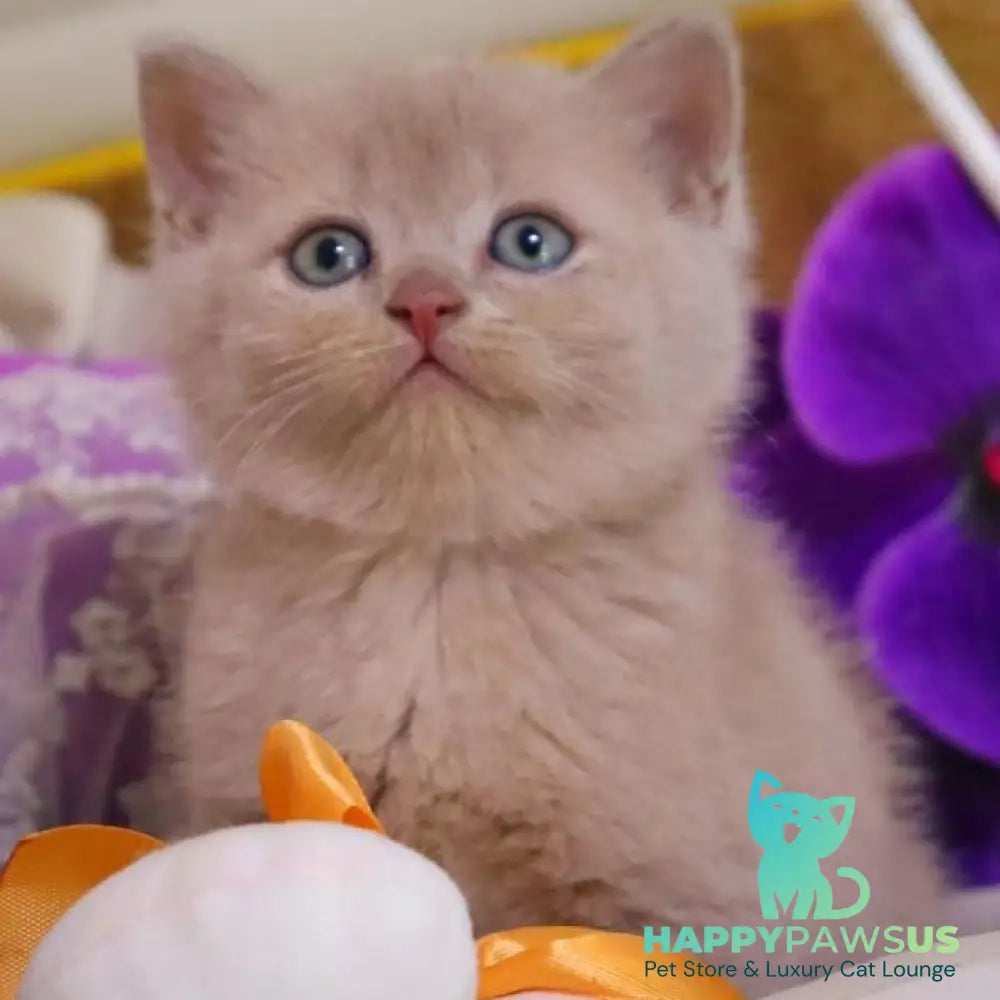Cake British Shorthair male fawn - live animals