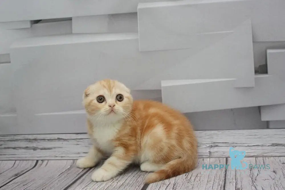 Cake Scottish Fold male red tabby bicolour live animals