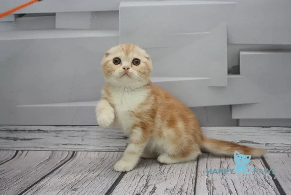Cake Scottish Fold male red tabby bicolour live animals