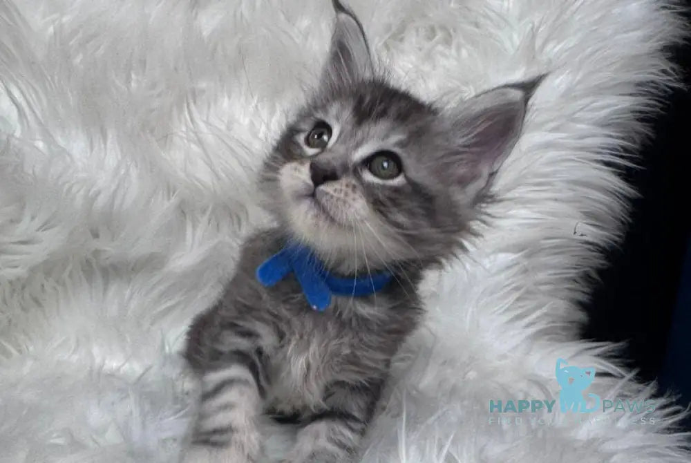Caleb Maine Coon male black silver tabby with white - live animals