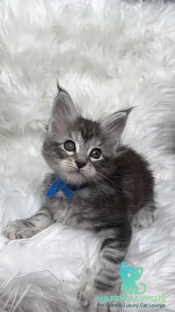Caleb Maine Coon male black silver tabby with white - live animals