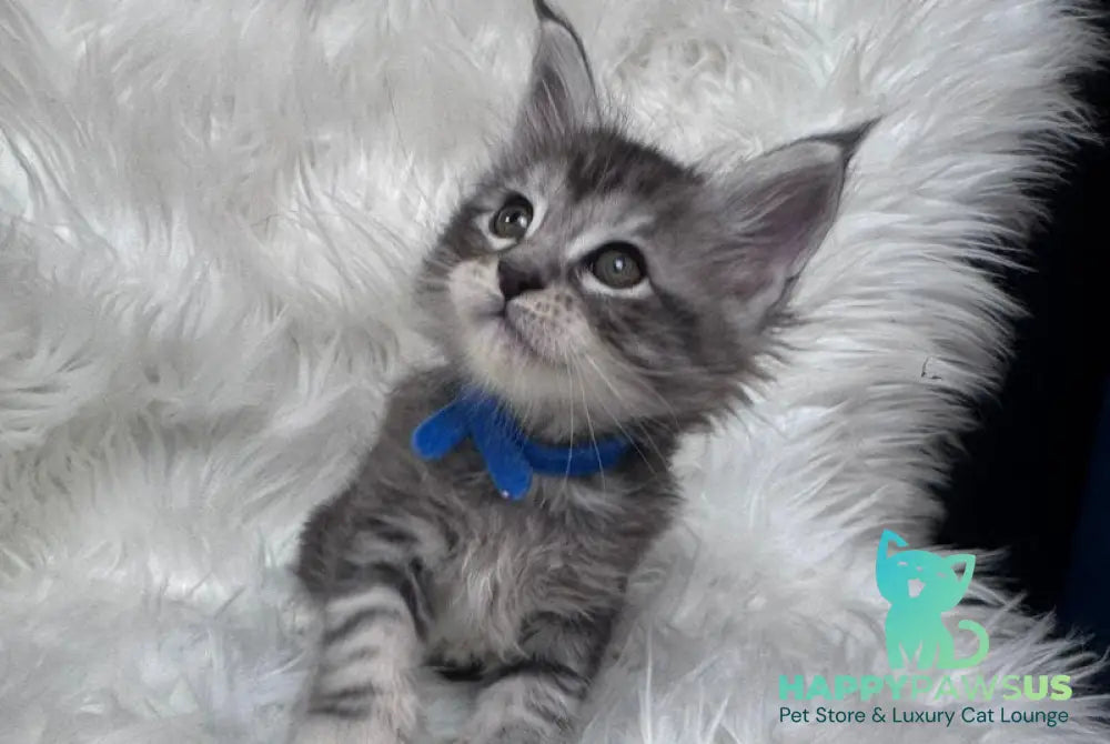 Caleb Maine Coon male black silver tabby with white - live animals