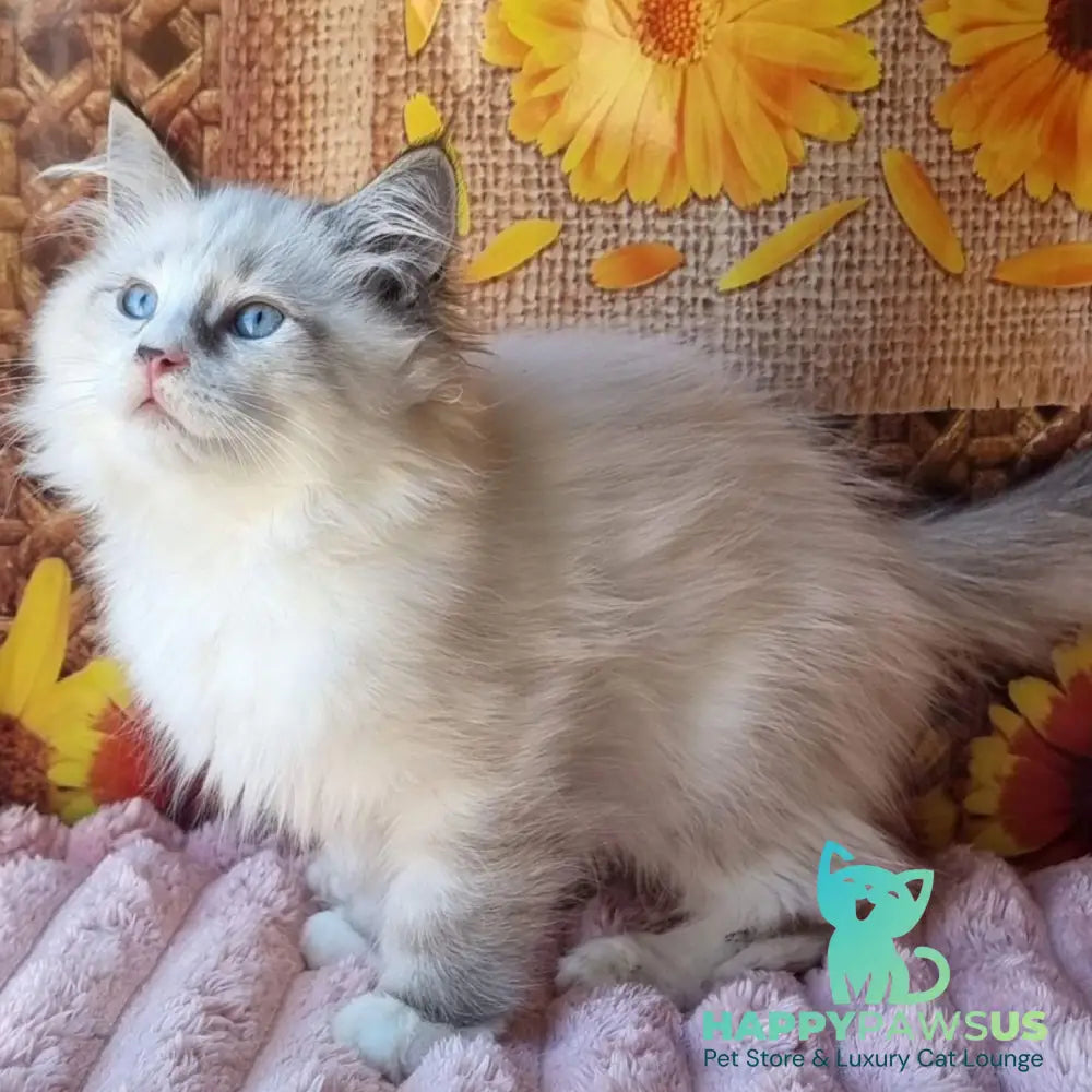 Caleb Siberian male seal tabby pointed with white - live animals