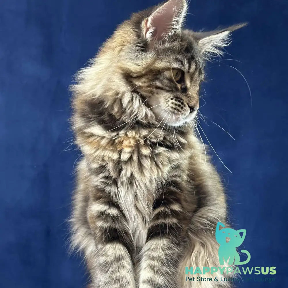 Calina Maine Coon female black tortie tabby - live animals