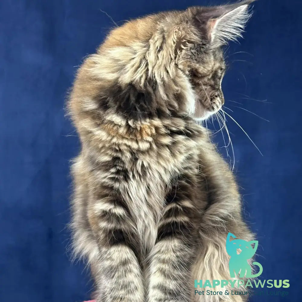 Calina Maine Coon female black tortie tabby - live animals