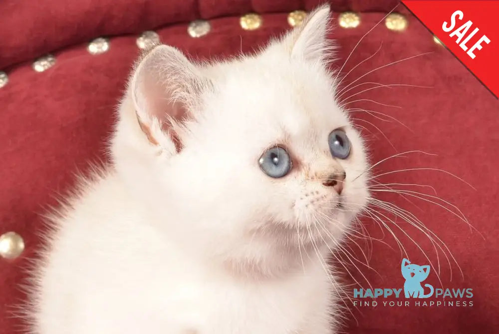 Calipso Munchkin female black golden shaded pointed live animals