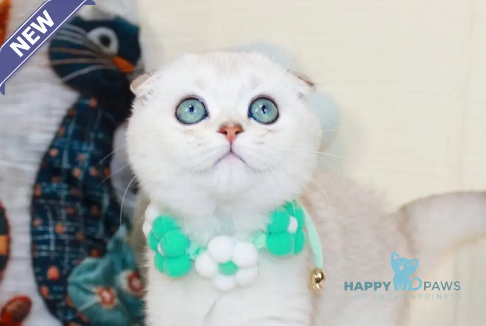 Calipso Scottish Fold male chocolate silver shaded pointed live animals