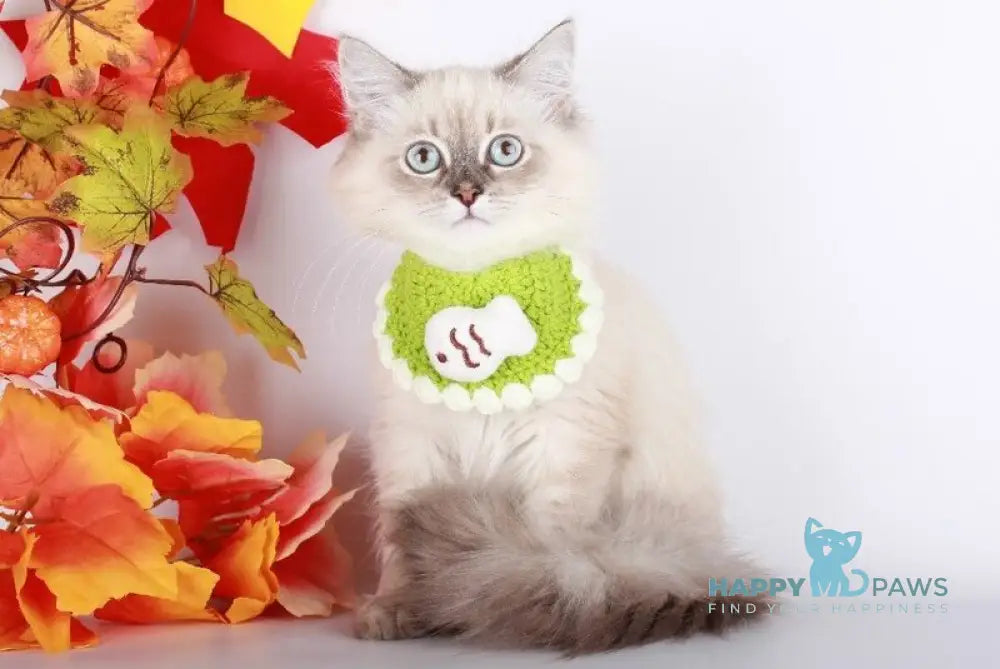 Calista Siberian female blue with white tabby pointed live animals